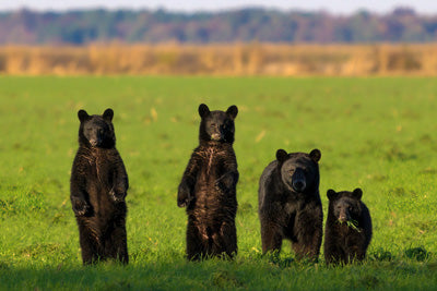 Metal prints: Bear family portrait