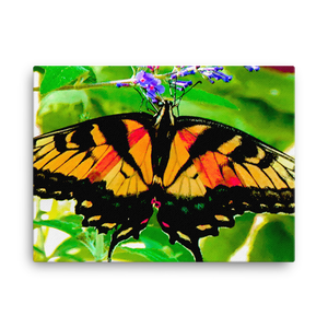 Canvas: Beautiful Butterfly 2