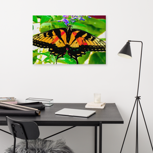 Canvas: Beautiful Butterfly 2