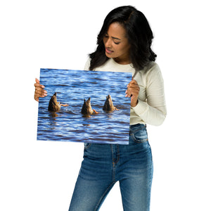 Metal Prints: Feeding ducks with butts in the air