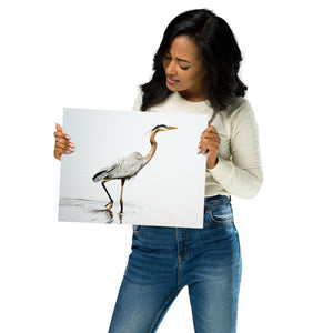 Metal Prints: Blue Heron with white background