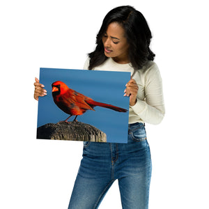 Metal Prints: Beautiful Cardinal