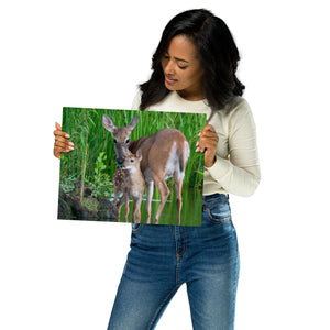Metal Prints: Deer with her Fawn