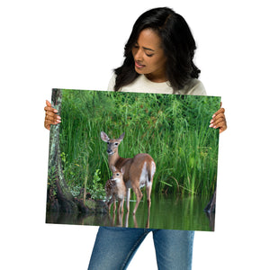 Metal Prints: Deer and her Fawn in the morning