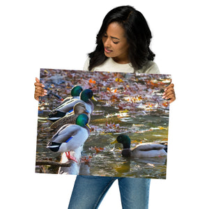 Metal Prints: All your ducks in a row