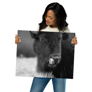 Metal Prints: Buffalo in black and white