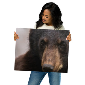 Metal prints: Black bear