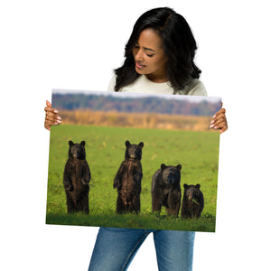 Metal prints: Bear family portrait