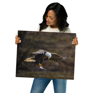 Metal prints: Eagle looking at his catch