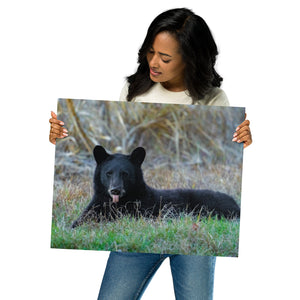 Metal prints: Baby cub sticking his tongue out