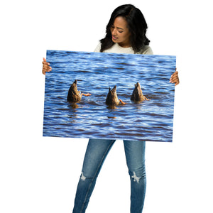 Metal Prints: Feeding ducks with their butts in the air