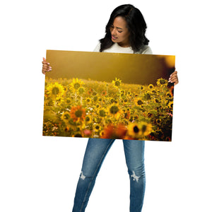 Metal Prints: Sunflower Field of Dreams