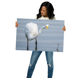 Metal Prints: Curious Egret