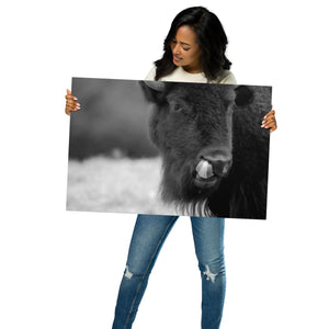 Metal Prints: Buffalo in black and white
