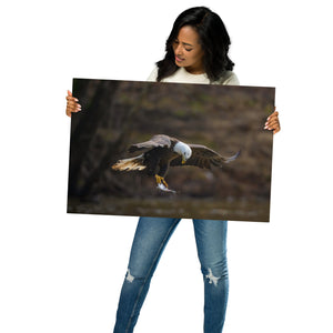 Metal prints: Eagle looking at his catch