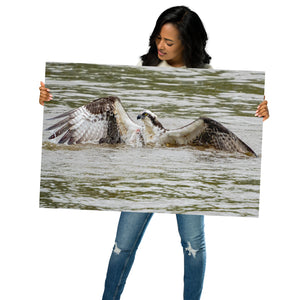 Metal Prints: Osprey negotiating with a fish