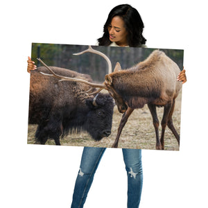 Metal prints: Buffalo and Elk