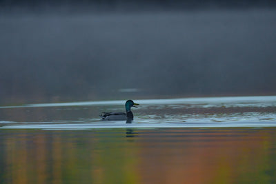 Metal Prints: Duck with morning reflections and fog