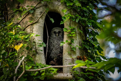 Metal prints: Baby owl in a tree