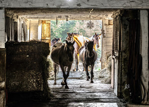 Metal prints: Horses in the barn