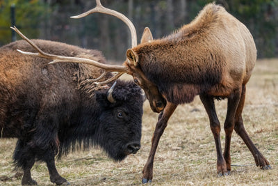 Metal prints: Buffalo and Elk