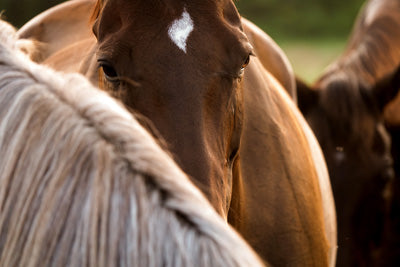Metal Prints: Beautiful horse head