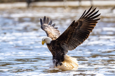 Metal prints: Eagle standing on water