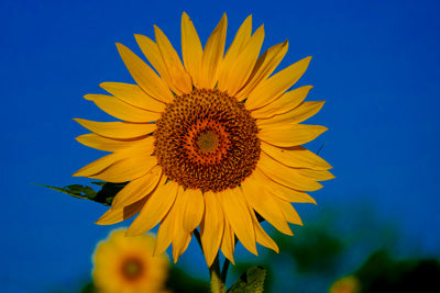 Metal Prints: Sunflower with blue sky