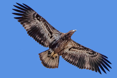 Metal Prints: Juvenile eagle wingspan