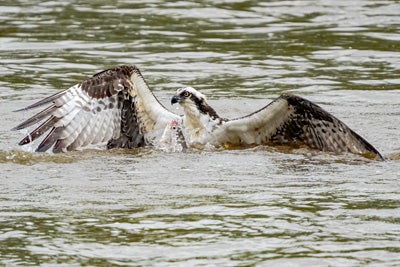 Metal Prints: Osprey negotiating with a fish