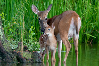 Metal Prints: Deer with her Fawn