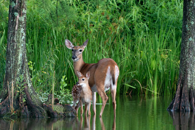Metal Prints: Deer and her Fawn in the morning