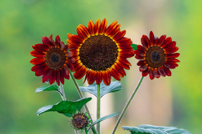 Metal Prints: Beautiful red sunflowers
