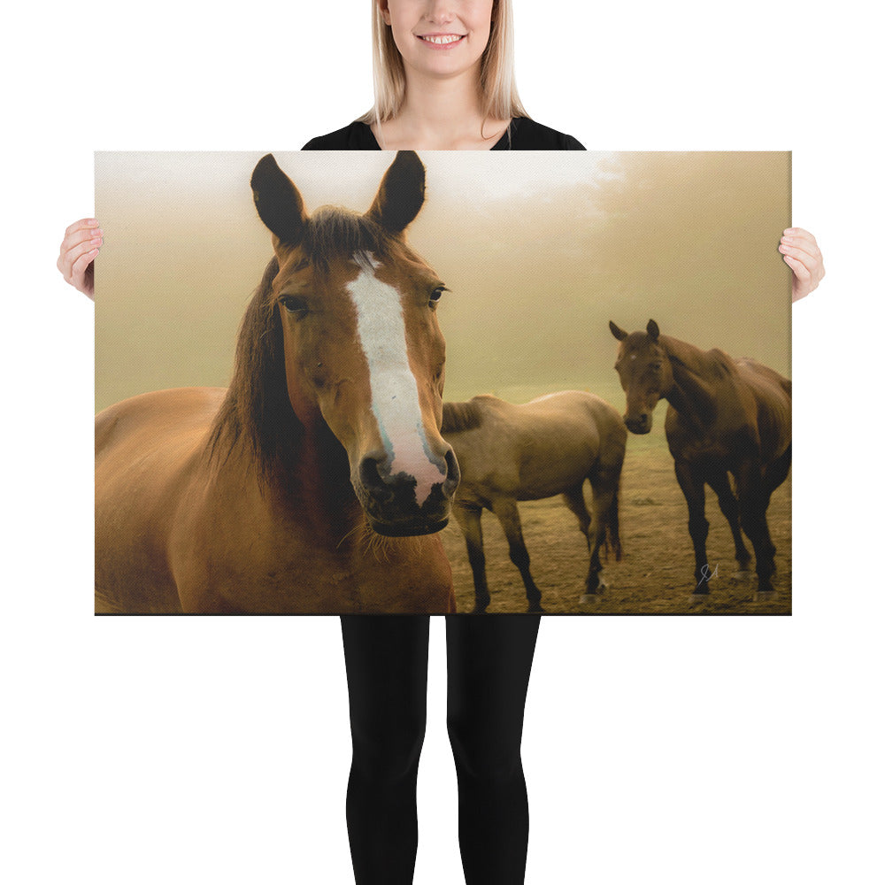 Canvas: Horses in the Field