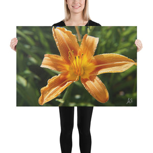 Canvas: Orange Lily (size 24"x36" only)