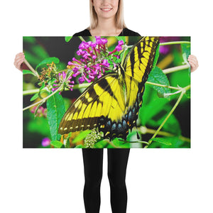 Canvas: Beautiful Butterfly
