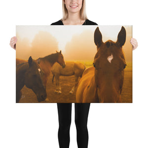 Canvas: Horses in the Field 2